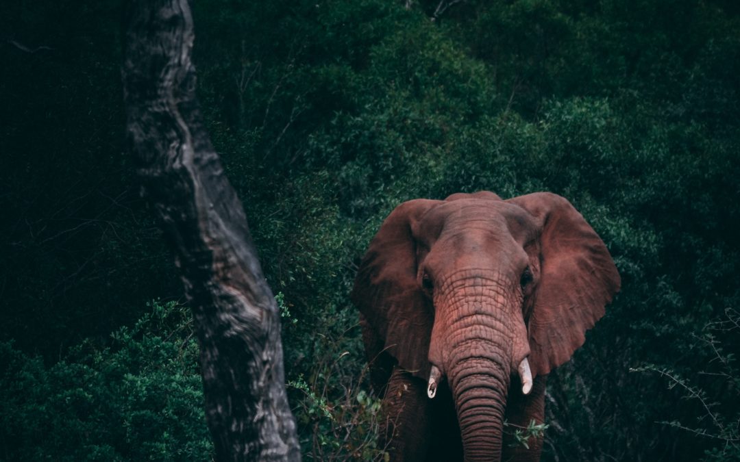 Leven met lipoedeem || Hoe eet je een olifant?