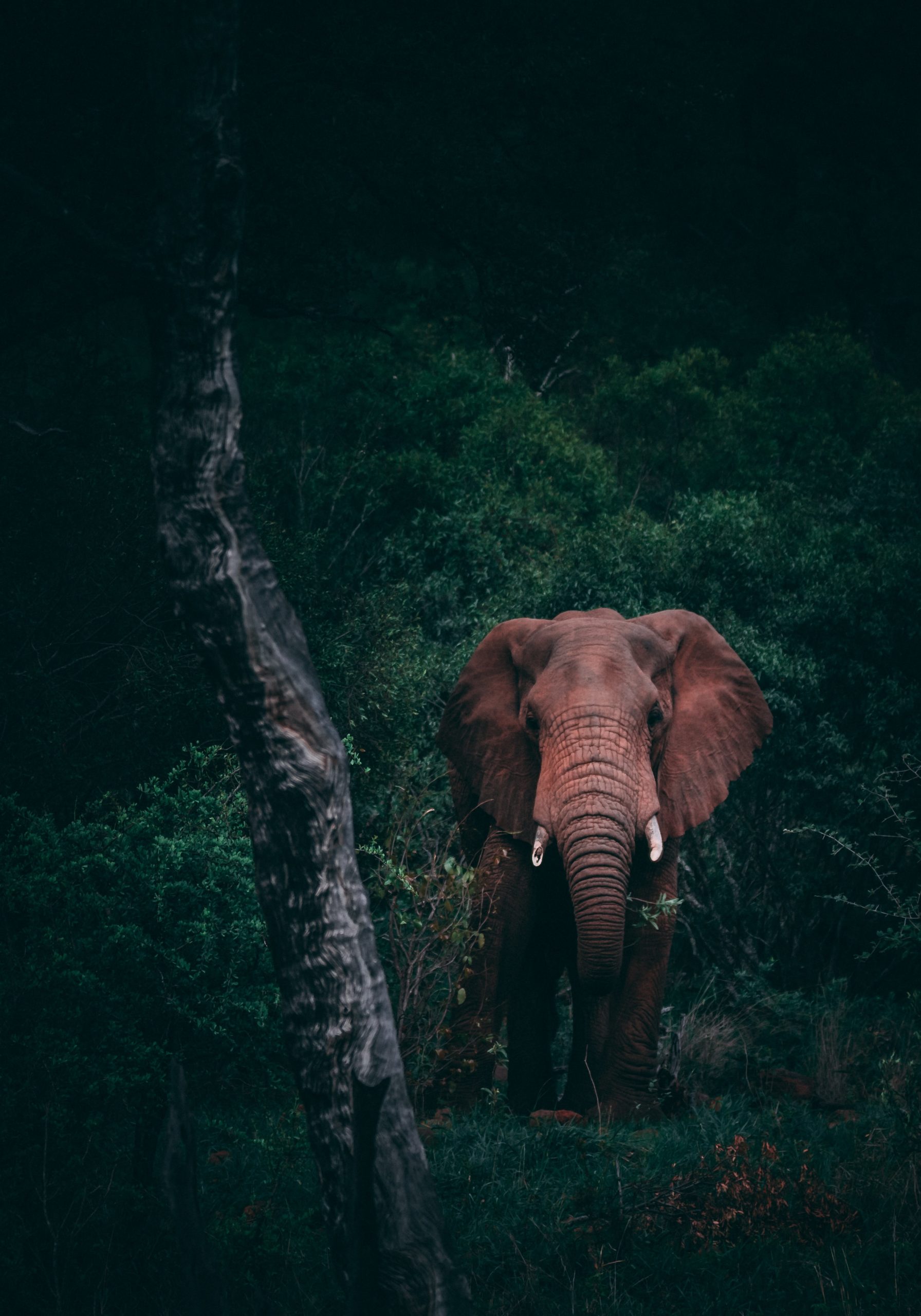 Leven met lipoedeem || Hoe eet je een olifant?